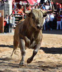 toro español con grandes cuernos
