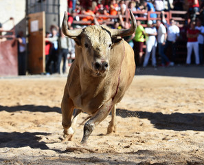 toro español con grandes cuernos