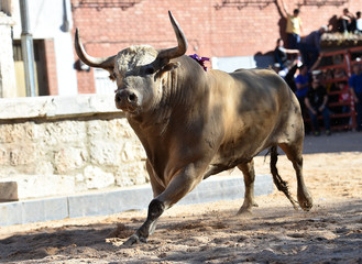 dangerous bull in spanish bullring with big horns