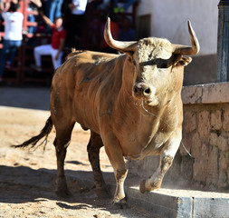 spanish furious bull with big horns