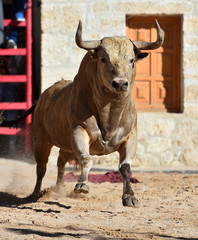 gran toro español