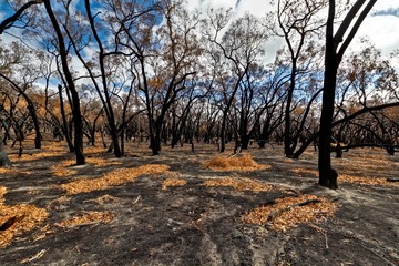 Bush Fire Destruction Grampians National Park