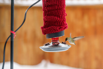 Female Anna's Hummingbird, Calypte anna, feeding at heated insulated backyard red glass feeder in...