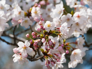 Fototapeta premium Cherry blossom flowers are start to bloom in Saga prefecture, JAPAN.