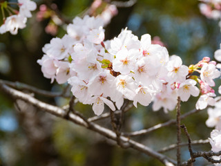 Cherry blossom flowers are start to bloom in Saga prefecture, JAPAN.