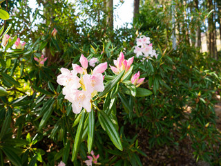 Fototapeta premium Flowers of rhododendron are start to bloom in Saga prefecture, JAPAN.