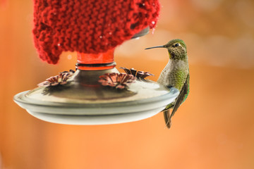 Obraz premium Female Anna's Hummingbird, Calypte anna, feeding at heated insulated backyard red glass feeder in winter