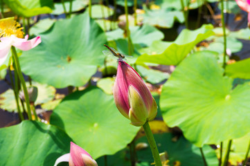 Beautiful pink lotus flower in blooming
