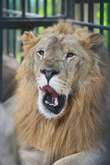 Lion in cages at the zoo , close up face