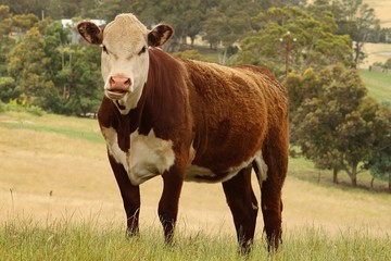 Hereford Cattle Close Up Image