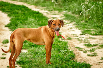 The purebred African Rhodesian Ridgeback is a remarkable sporting breed of dog.