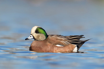 Obraz premium American Wigeon drake swimming on blue water - portrait showing highly detailed plumage - this drake is paler on the face than most, with his head plumage somewhat similar to that of a Storm Wigeon