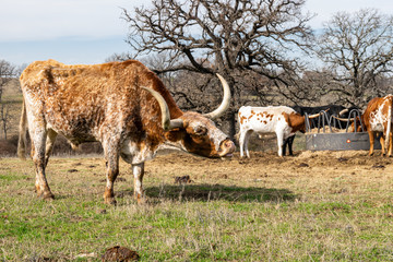 Obraz premium Brown and white mottled Longhorn cow mooing