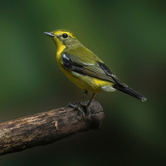 Green-backed Flycatcher (Ficedula elisae) is a bird in the family Muscicapidae, which contains the Old World flycatchers