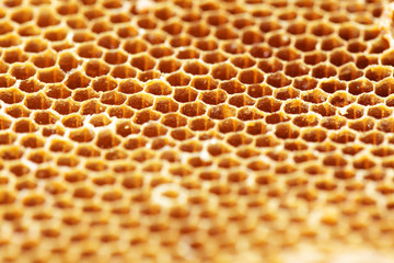 texture of bee hive background