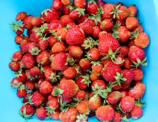 Ripe red strawberries on a blue background. Freshly picked organic strawberries from the home garden on a blue background. Natural food, healthy lifestyle, dessert, fruit background, top view