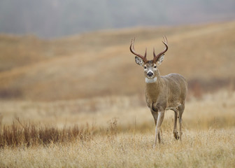 Trophy class Whitetail Buck Deer in a meadow during the fall hunting season