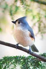 Tufted Titmouse sitting on a branch