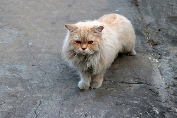 Persian cat in brown and white color on the concrete floor. The Persian cat is a long-haired breed of cat characterized by its round face.