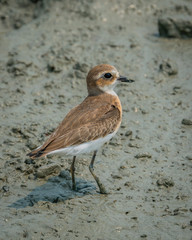 Obraz premium Lesser Sand Plover shot at Johor Malaysia