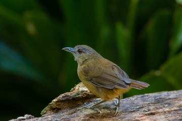 beautiful Horsfield's Babbler in nature