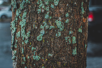 Mossy green tree
