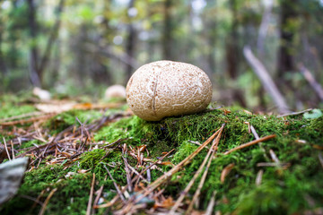 Rain mushroom on the bark of a fallen tree in the forest.