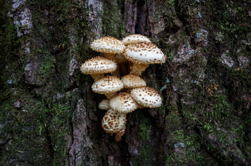 Autumn fungus mushrooms on the bark of a tree in the forest.
