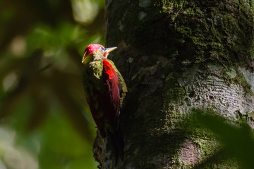 beautiful Crimson-winged Yellownape Woodpecker (Picus puniceud). Tropical Rainforest
