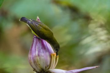 beautiful Arachnothera (Spiderhunter) in nature