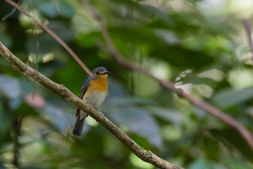 Fototapeta premium beautiful pale brown with yellow feathers on its chest bird perching on curve stick in nature, manificent female Indochinese Blue flycatcher