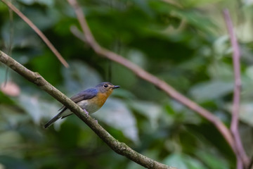 Fototapeta premium beautiful pale brown with yellow feathers on its chest bird perching on curve stick in nature, manificent female Indochinese Blue flycatcher