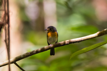 Fototapeta premium beautiful pale brown with yellow feathers on its chest bird perching on curve stick in nature, manificent female Indochinese Blue flycatcher