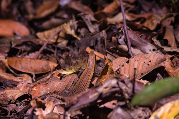 Spotted forest skink or maculated forest skink in nature