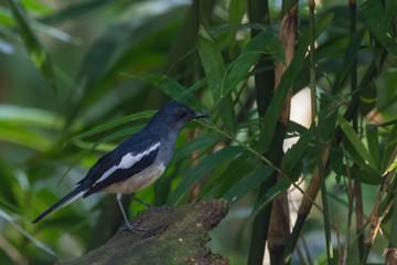 oriental magpie-robin. oriental magpie-robin is a small passerine bird occurring across most of the Indian subcontinent and parts of Southeast Asia