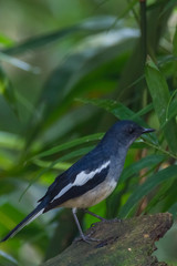 oriental magpie-robin. oriental magpie-robin is a small passerine bird occurring across most of the Indian subcontinent and parts of Southeast Asia