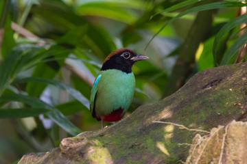 beautiful Hooded pitta (Pitta sordida) beautiful green bird with black head and red vented in nature