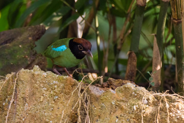beautiful Hooded pitta (Pitta sordida) beautiful green bird with black head and red vented in nature
