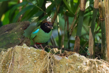 Obraz na płótnie Canvas beautiful Hooded pitta (Pitta sordida) beautiful green bird with black head and red vented in nature
