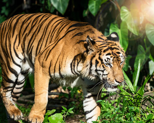 Obraz premium Photos of tiger naturally.