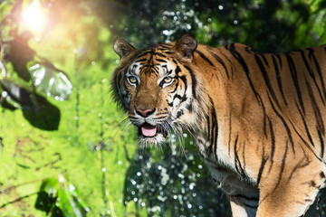 Photos of tiger naturally.