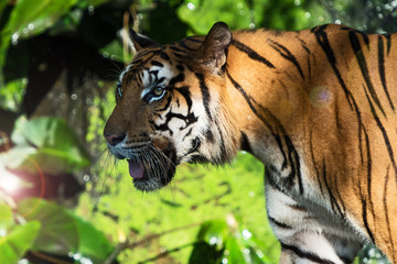 Photos of tiger naturally.