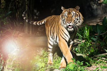 Photos of tiger naturally.