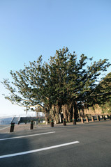 ガジュマルの木　鹿児島県佐多岬