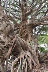 ガジュマルの木、鹿児島県佐多岬