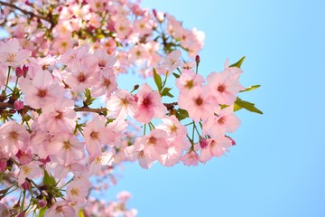 Cherry blossoms and blue sky　桜と青空　