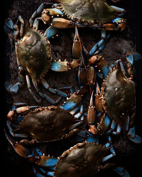 Fresh Maryland Blue Crabs