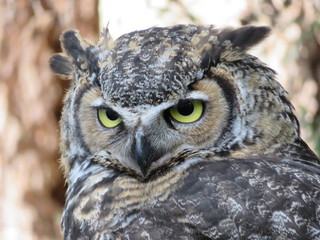 Great horned owl with yellow eyes looking