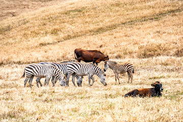 Obraz na płótnie Canvas Zebras roaming freely on the range on a golden grass background.