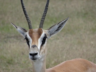 Antelope male looking face close-up